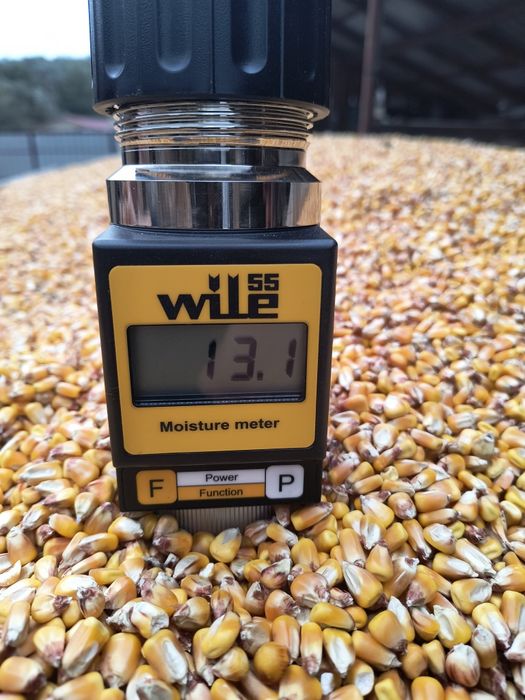 Porumb și grâu productie 2025