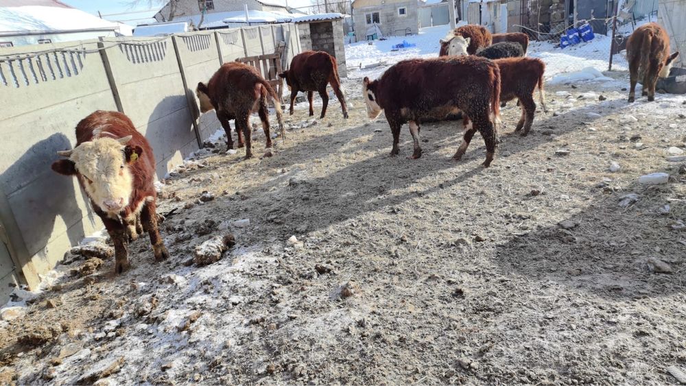 Сиыр сатыладыыыы