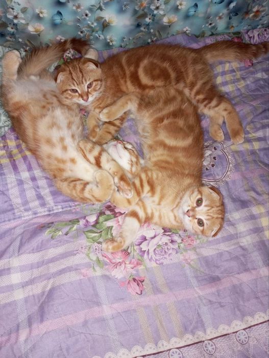 Котята веслоухие