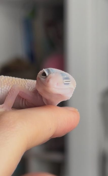 Малышь Эублефар.