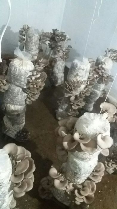 Вешинки Грибы КА 17 , NK35, Шанхай Семена