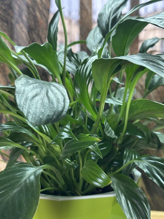 Спатифиллум женское счастье