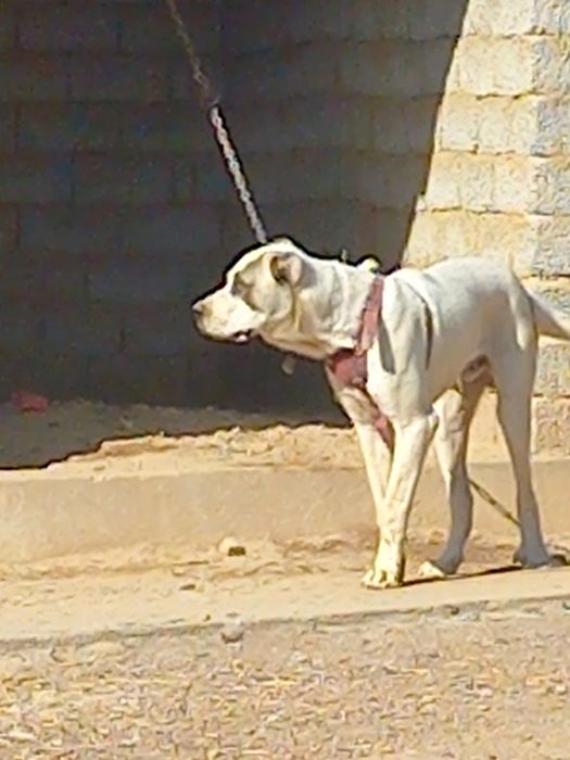 Алабай щенок кобель