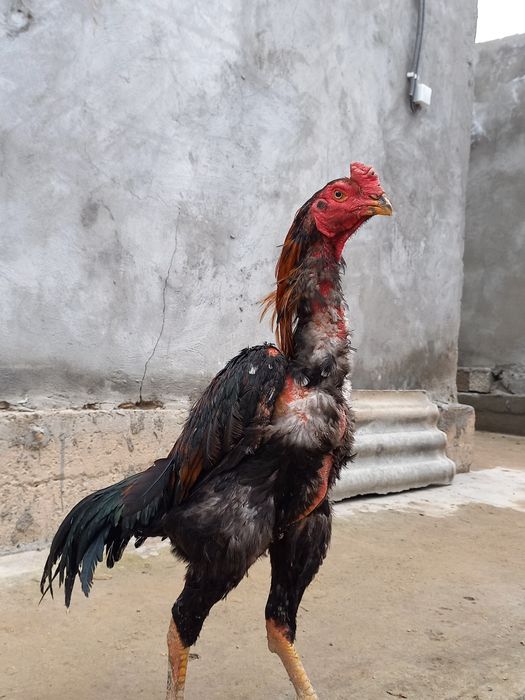 Dakan xoroz sotiladi