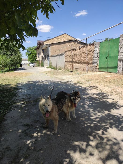 Xaski oq bosh 3 yow qorasi 2 yow