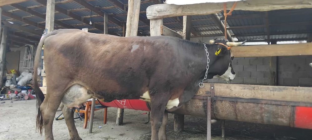 Продам коров с телятами