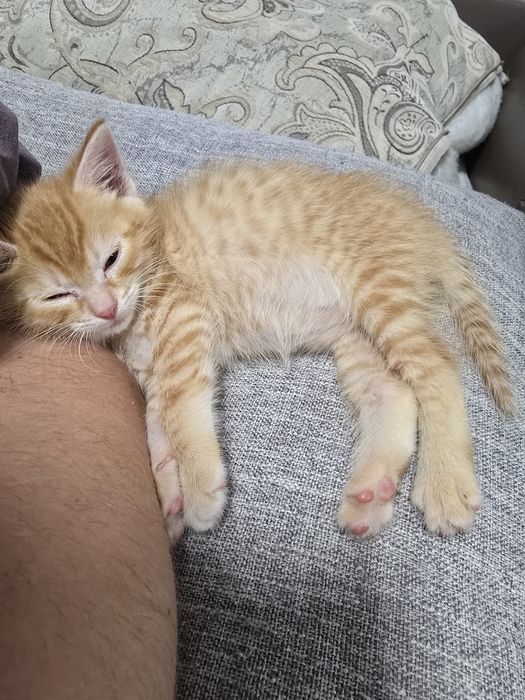 Отдам котенка в добрые руки