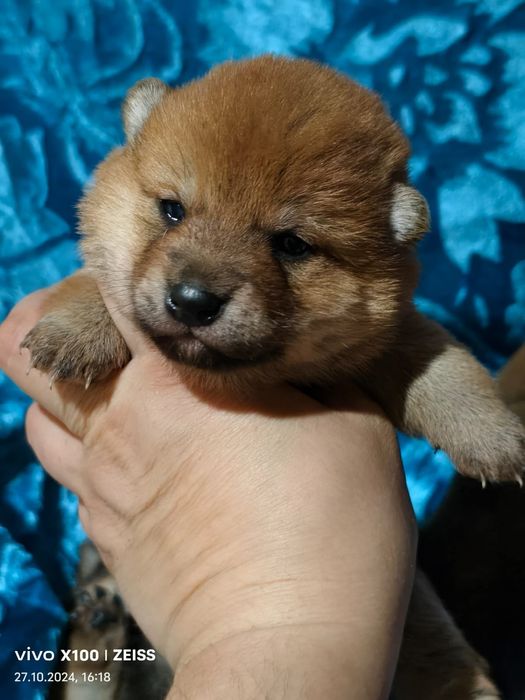 Очаровательные щенки сиба- ину.