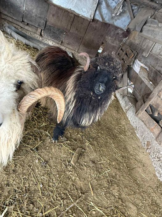 Vând 2 berbeci se vând doar împreună