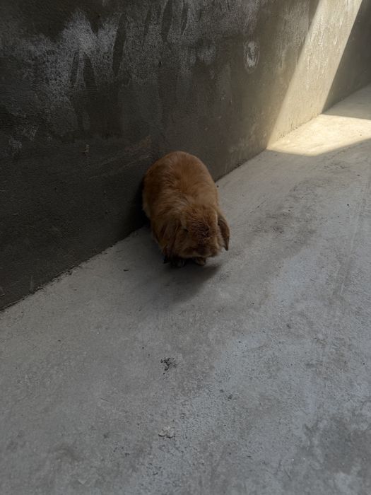 Шеркалла баран қуён сотилади