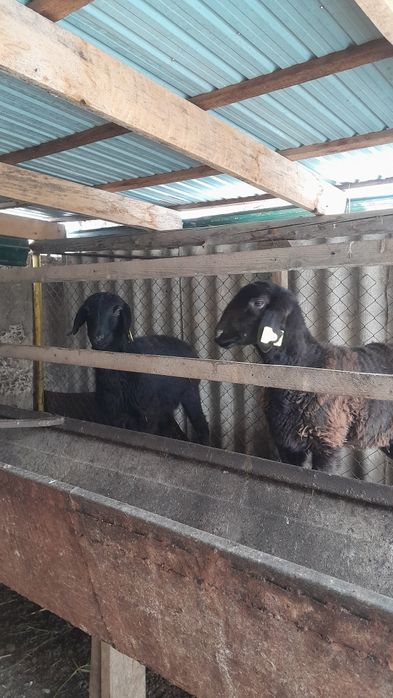 Ұрғашы тоқтылар сатылады