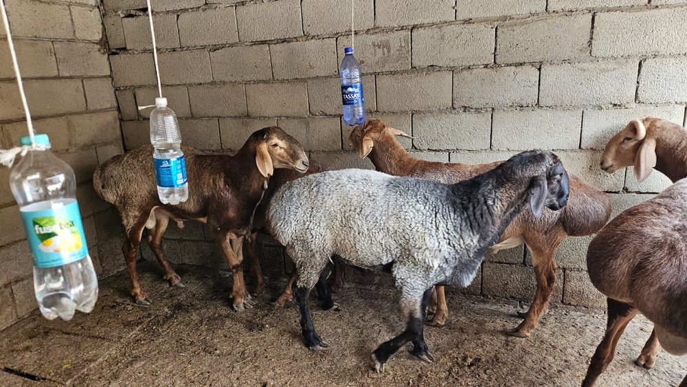 Продаются бараны жирные