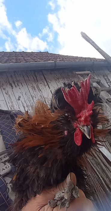Vând cocoș frizat și zburlit, împreună cu o puicuță cu moț.Am obținut și pui frumoși de la ei, sunt de anul trecut