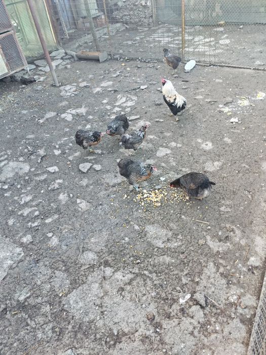 Vând ouă  de la găini brahma și araucana
