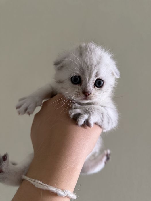 Котята шотландские вислоухие