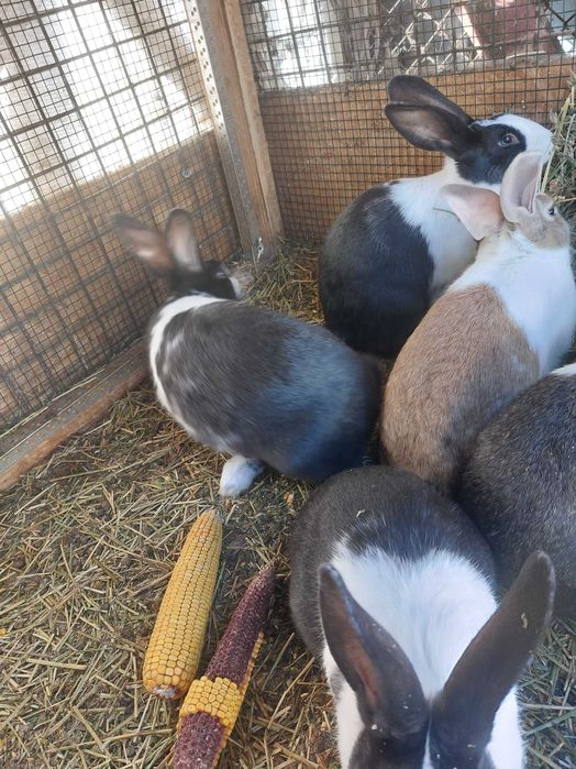 Iepuri Hycole francezi la 3 luni