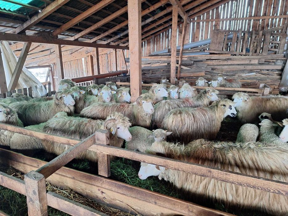 100 Oi bale jumătate fatate