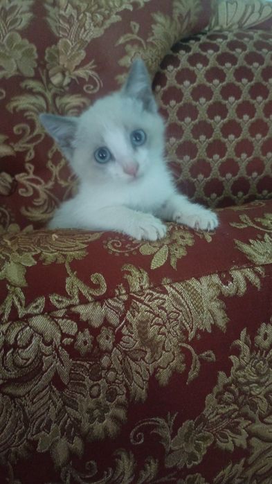 Котенок,мальчик.