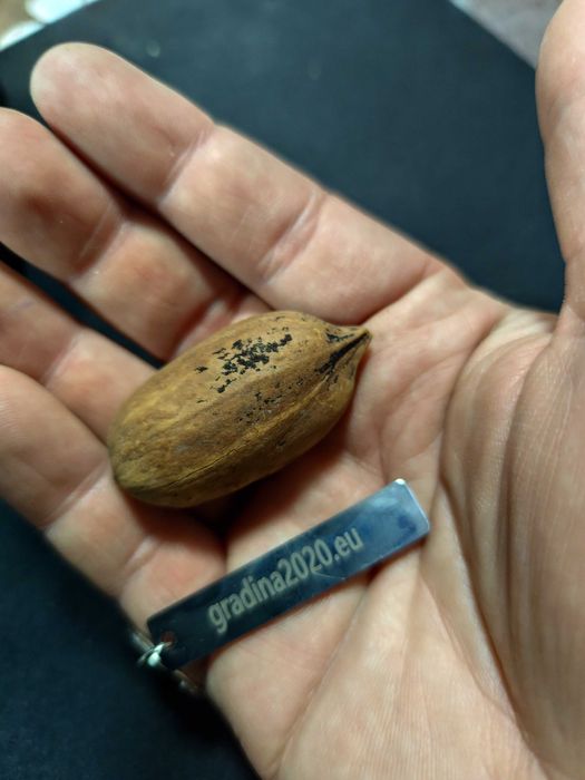 Разсад Орех Пекан