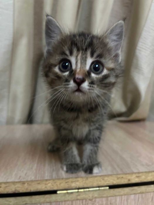 Котята бесплатно