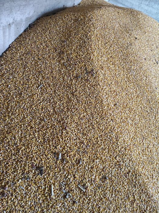 Porumb din anul 2025