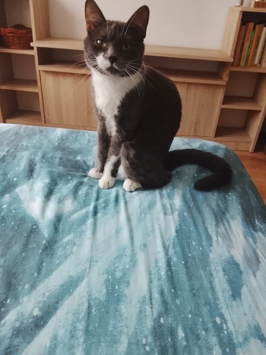 Pisica spre adoptie