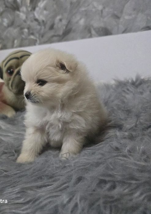 Девочка щенок Померанский шпиц