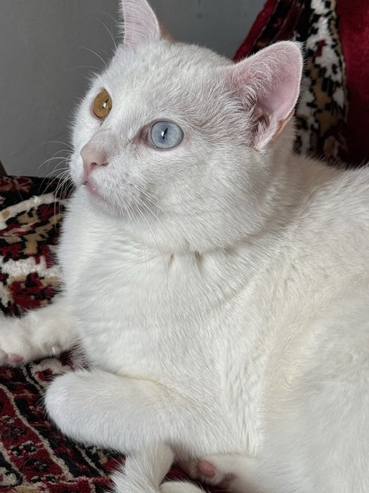 Отдам котенка Афины и Гермеса