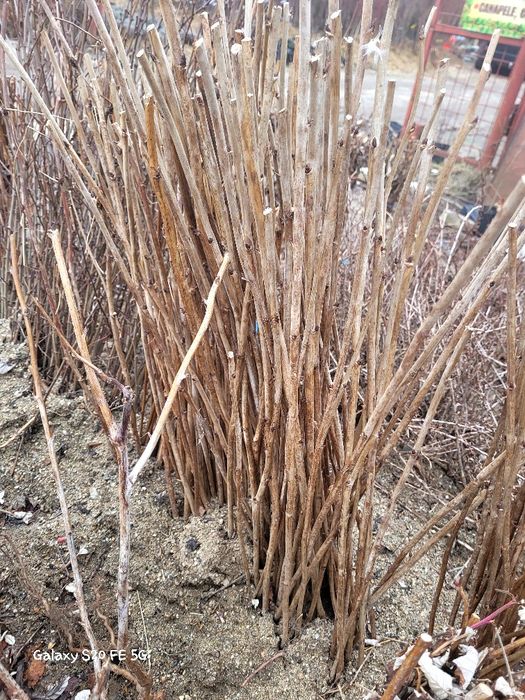 Mar cu miez rosu ionatan, topaz  la oferta 13 lei bucata. 100 buc disp