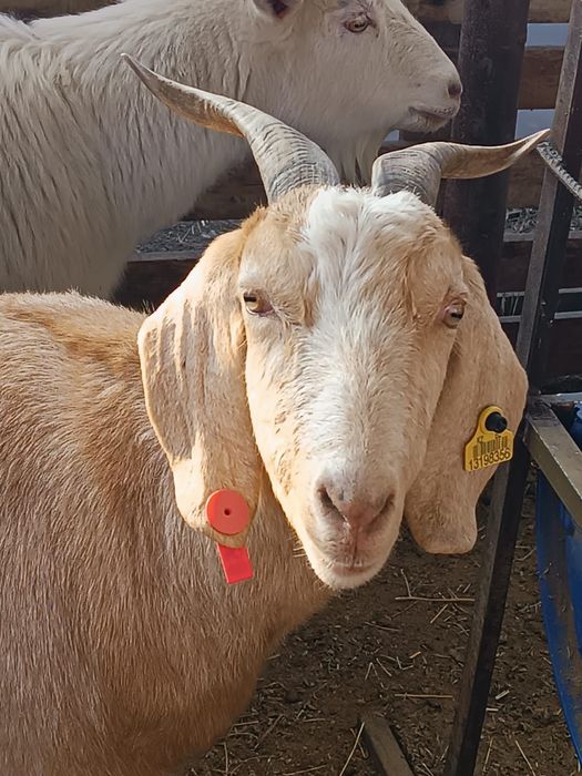 Козы, козочки, козлята