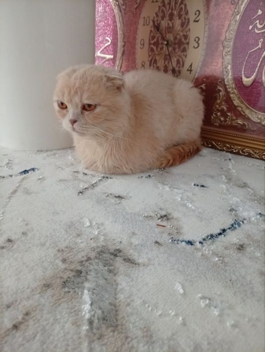 Skoch fold  srochna sotiladi