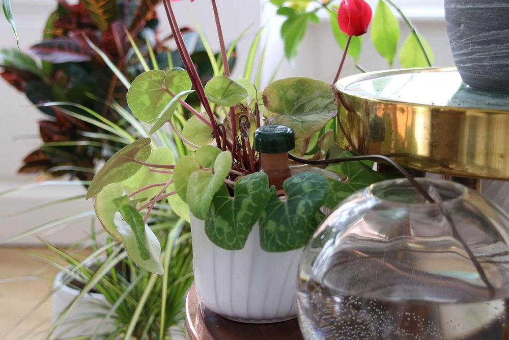 Sistem automat de udat plante