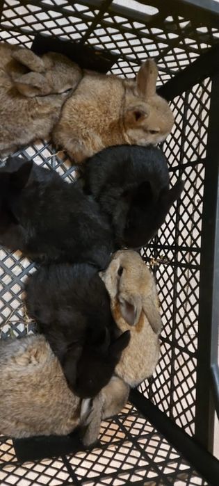 Продаю крольчат.