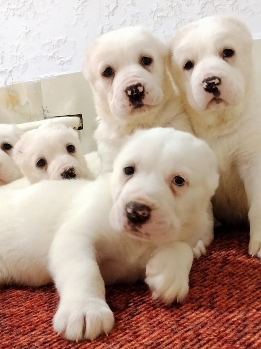 Щенки АЛАБАЙ продается