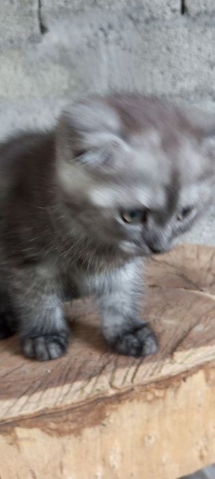 Продаю котенка, породы бретанец веслоухий,! Есть доставка платная.