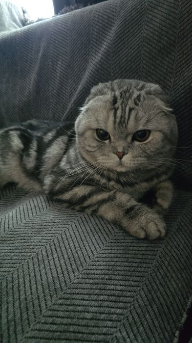 Продам шотландского вислоухого кота