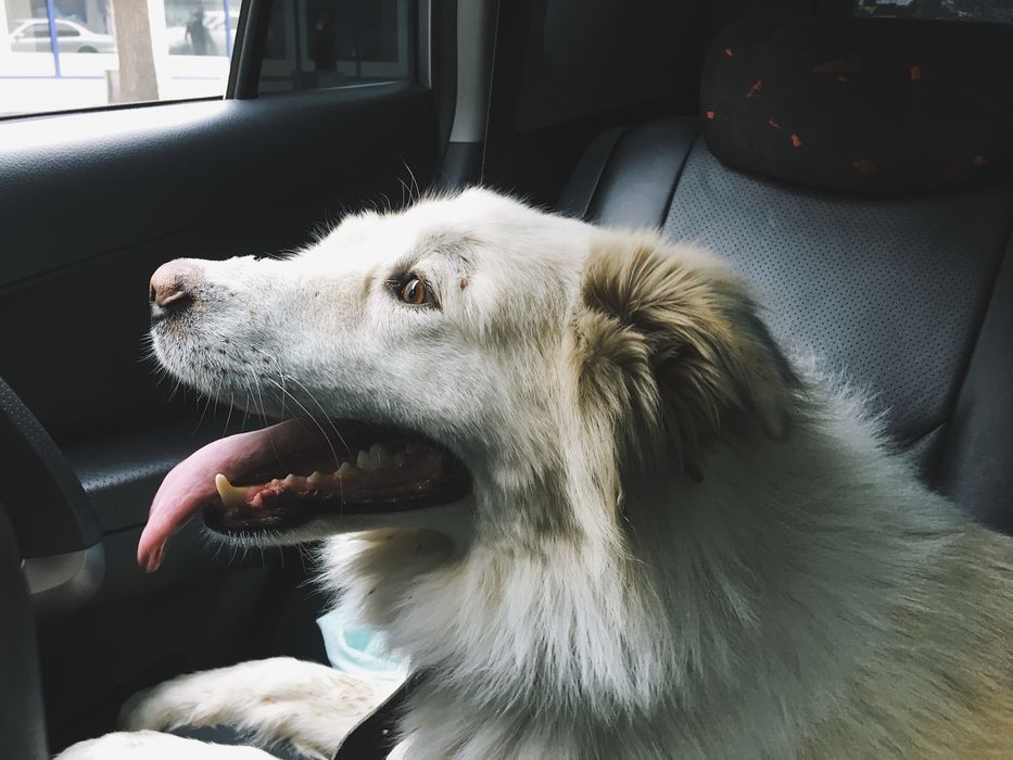 Отдам в добрые руки