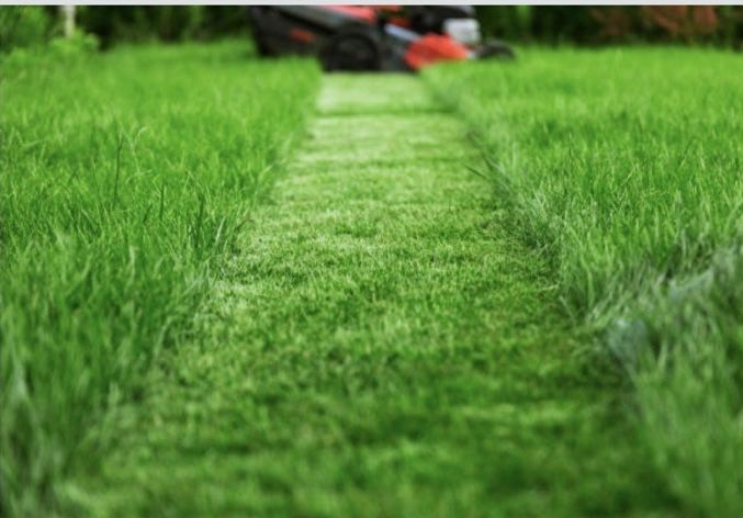 Почистване и поддръжка на зелени площи