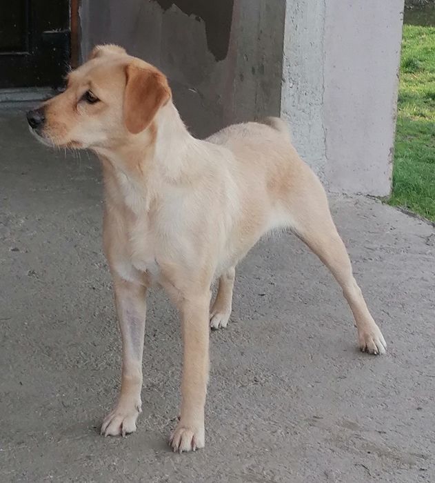 Donez cățelușă sterilizată foarte simpatică