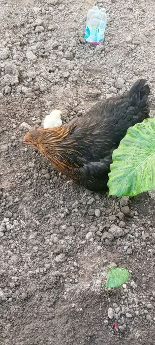 Brama tovuq tozasi