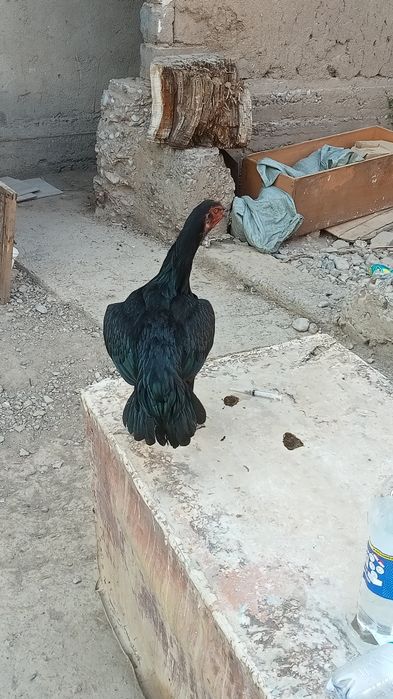 Прадаю торг есть