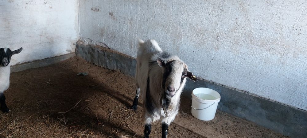 Заанен ешкі, лақ, текелер сатылады