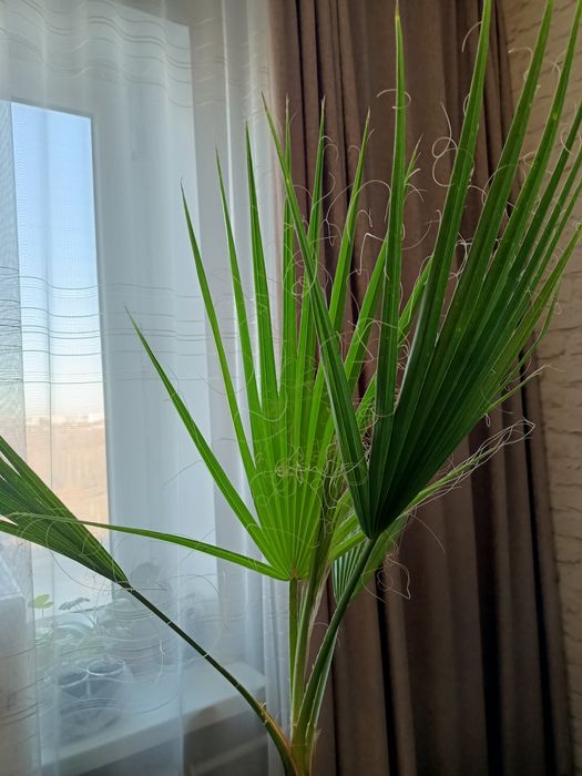 Продам пальму вашингтония