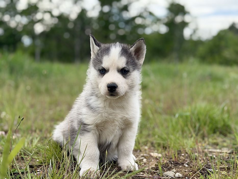 Femela husky siberian!