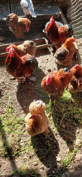 Мини кохин петлета и къдрави