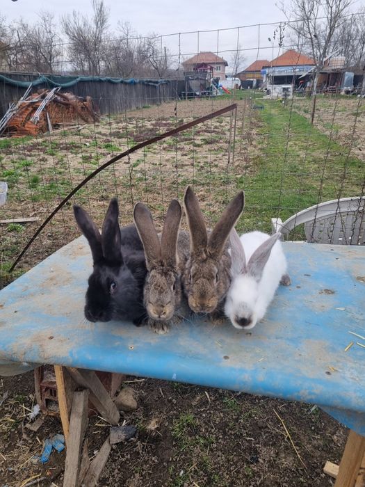 Urias german urias de transilvania