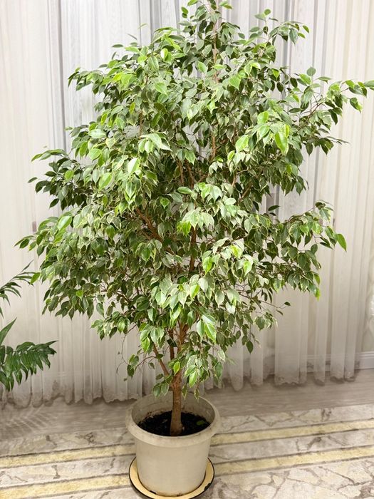 Цветы, гүлдер. Жақсы күтүмдегі гүлдер.