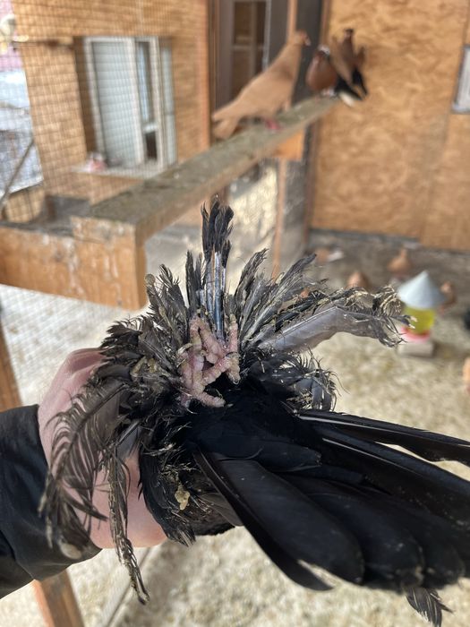 Продам  голубей!