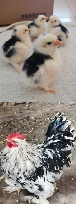 Puișori diferite rase