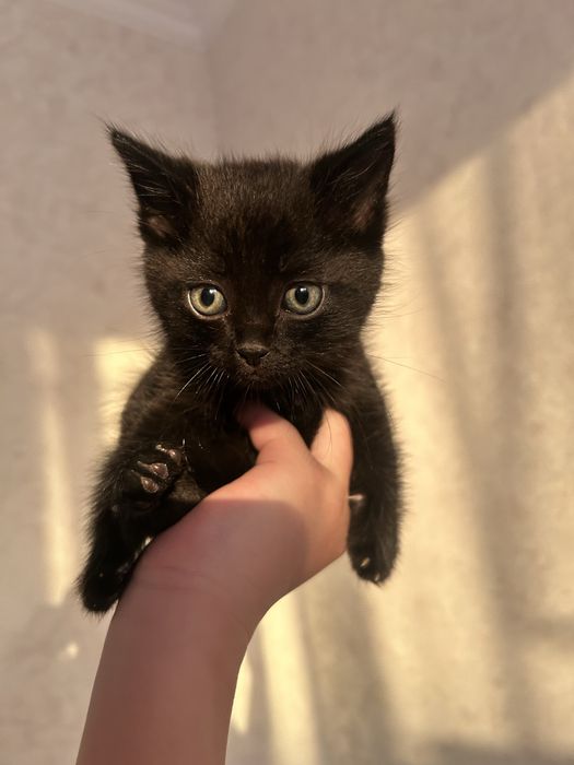 К коту на свидание талгар
